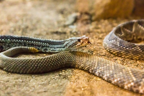 Csörgőkígyó, csörgőkígyó. Nyugati Diamondback. Veszélyes kígyó. - Fotó, kép