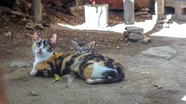 Le chat et ses petits couchés l'un sur l'autre dans la cour
 - Photo, image