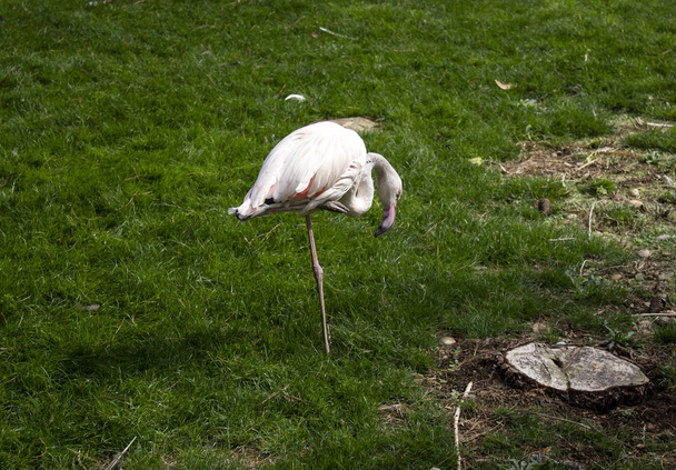 Flamingos no parque natural, pássaros selvagens
 - Foto, Imagem