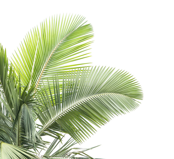 palm tree isolated on white background - Fotoğraf, Görsel