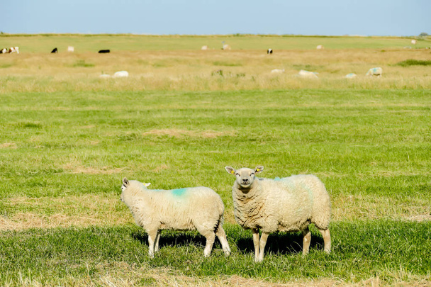 овцы в поле, красивая фотография цифровая фотография - Фото, изображение
