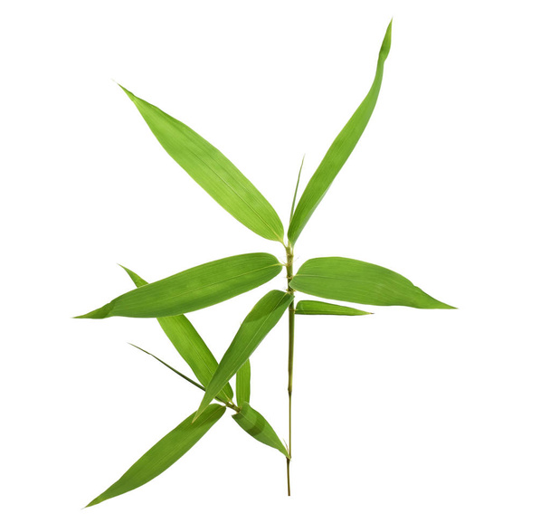 Bamboo leaves isolated on white background - Foto, Imagem