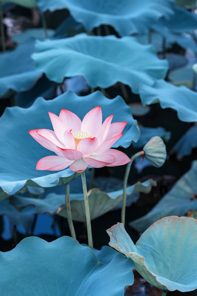 Lotosový květ a lotus květ rostliny - Fotografie, Obrázek
