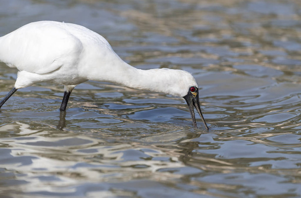 Black-faced Spoonbill in waterland - Photo, Image