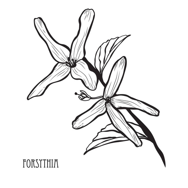 Decorative forsythia flowers, design elements. Can be used for cards, invitations, banners, posters, print design. Floral background in line art style - Διάνυσμα, εικόνα