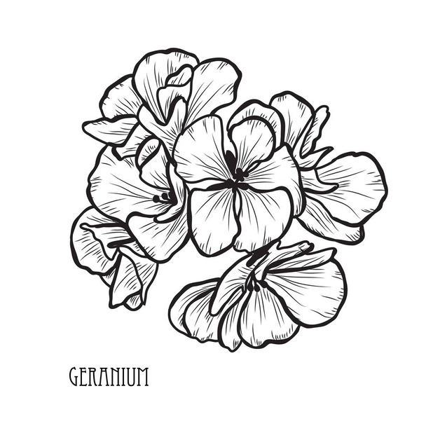 Decorative geranium flowers, design elements. Can be used for cards, invitations, banners, posters, print design. Floral background in line art style - Вектор,изображение
