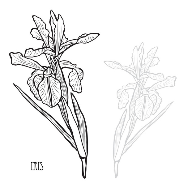 Decorative iris flowers, design elements. Can be used for cards, invitations, banners, posters, print design. Floral background in line art style - ベクター画像