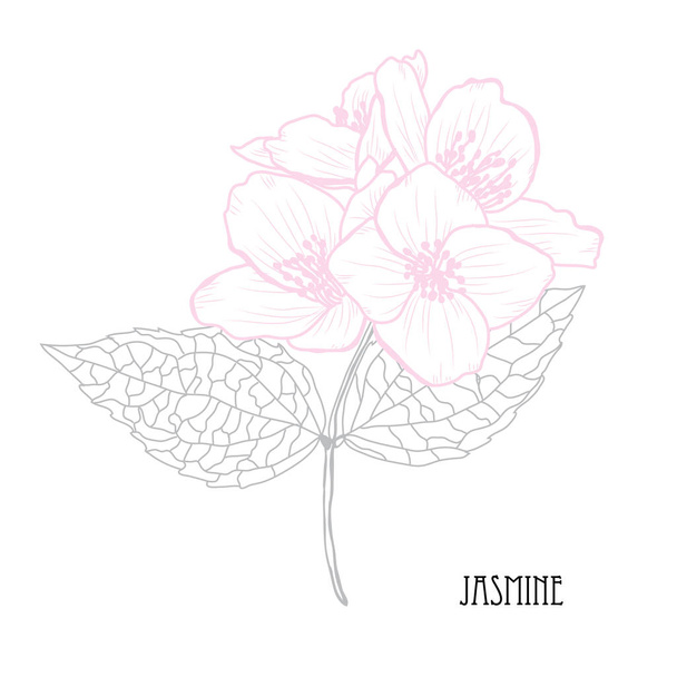 Decorative jasmine  flowers, design elements. Can be used for cards, invitations, banners, posters, print design. Floral background in line art style - ベクター画像
