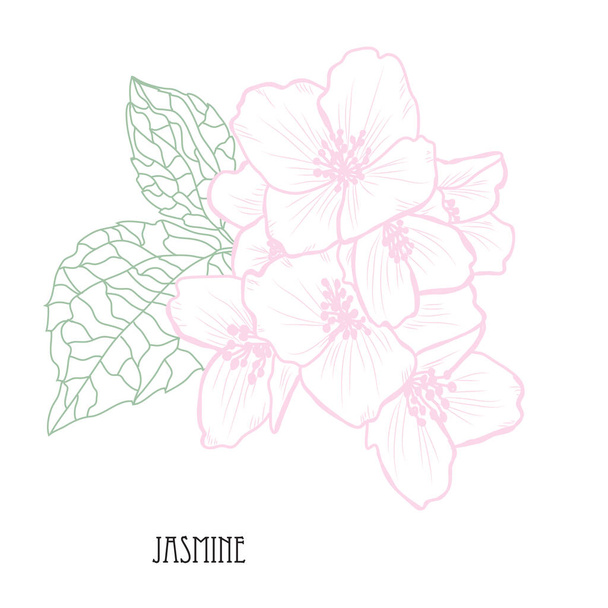 Decorative jasmine  flowers, design elements. Can be used for cards, invitations, banners, posters, print design. Floral background in line art style - Vettoriali, immagini