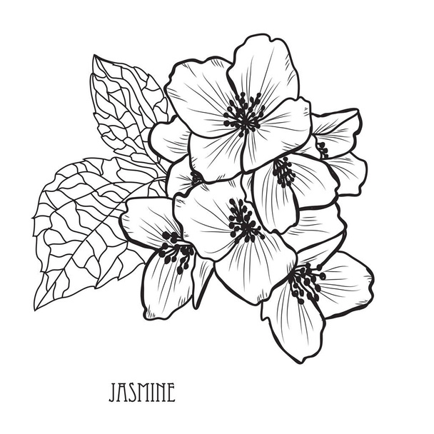 Decorative jasmine  flowers, design elements. Can be used for cards, invitations, banners, posters, print design. Floral background in line art style - Вектор, зображення