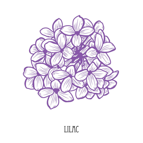 Decorative lilac flowers, design elements. Can be used for cards, invitations, banners, posters, print design. Floral background in line art style - Вектор,изображение