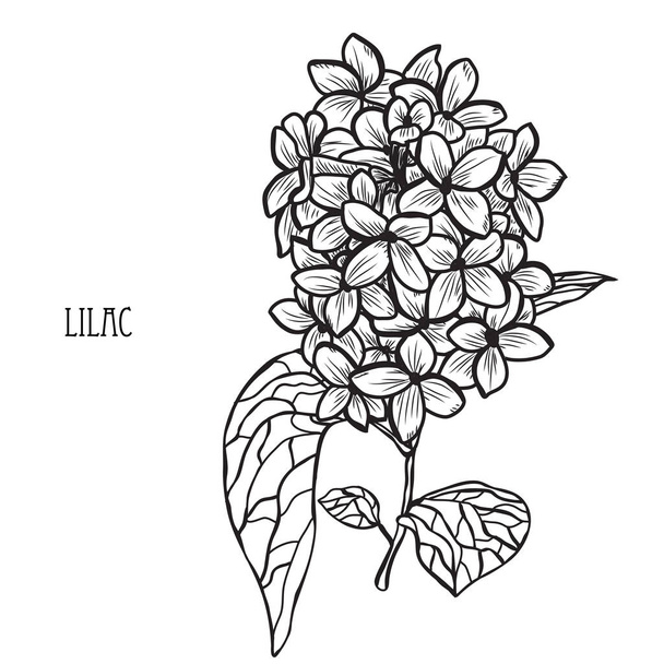 Decorative lilac flowers, design elements. Can be used for cards, invitations, banners, posters, print design. Floral background in line art style - Vector, imagen