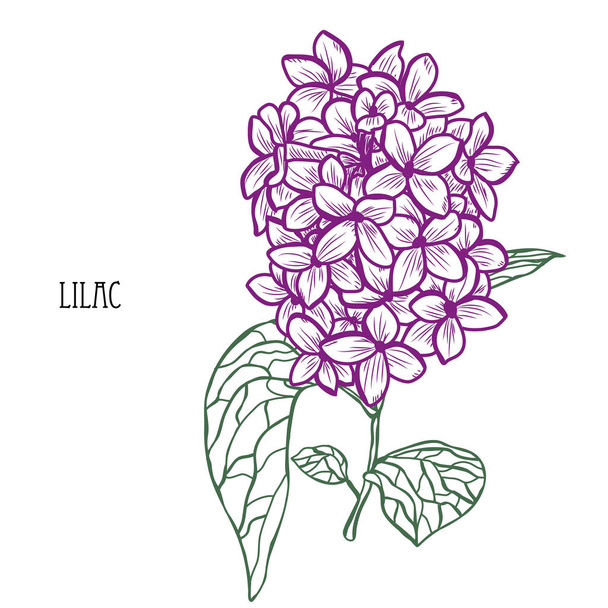 Decorative lilac flowers, design elements. Can be used for cards, invitations, banners, posters, print design. Floral background in line art style - Διάνυσμα, εικόνα