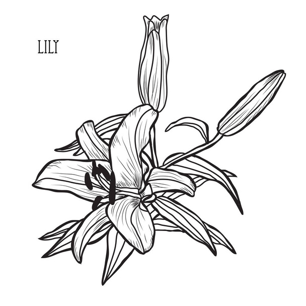 Decorative lily flowers, design elements. Can be used for cards, invitations, banners, posters, print design. Floral background in line art style - ベクター画像