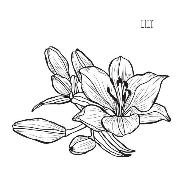 Decorative lily flowers, design elements. Can be used for cards, invitations, banners, posters, print design. Floral background in line art style - Vector, imagen