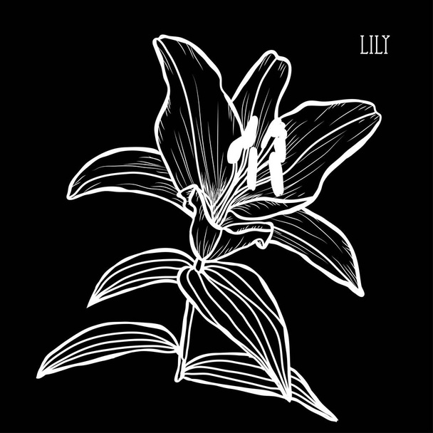Decorative lily flowers, design elements. Can be used for cards, invitations, banners, posters, print design. Floral background in line art style - Vector, Imagen