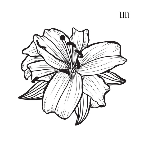 Decorative lily flowers, design elements. Can be used for cards, invitations, banners, posters, print design. Floral background in line art style - Вектор,изображение