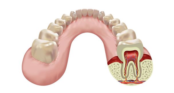 Рядок зубів нижньої щелепи людини, перетин правого восьмого зуба реалістичний вид, Векторні ілюстрації
 - Вектор, зображення