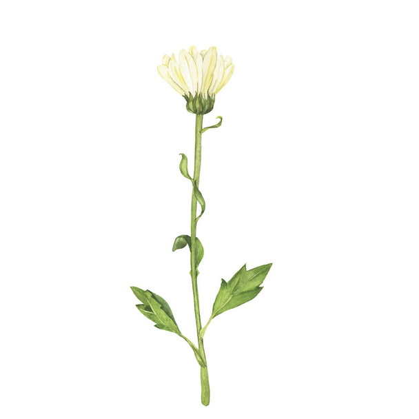 Flor de crisantemo amarillo pastel aislada sobre fondo blanco. Acuarela dibujada a mano ilustración
. - Foto, Imagen