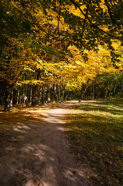 Městský park v slunečný den v podzimní sezóně - Fotografie, Obrázek