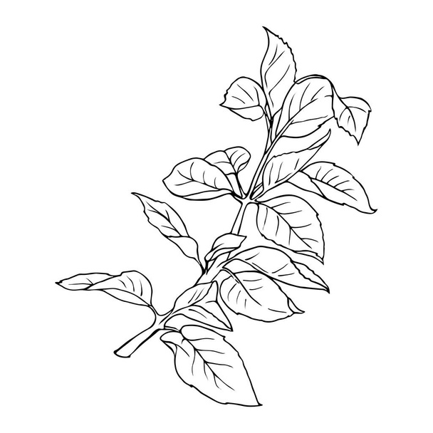Monochrome branch with leaves isolated on white background. Hand drawn vector illustration. - Vetor, Imagem