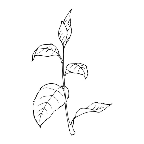 Monochrome fresh branch with leaves isolated on white background. Hand drawn vector illustration.  - Vetor, Imagem