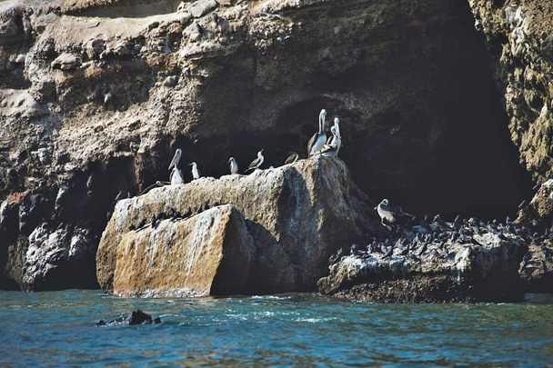 KOLONIE ptaków, Park Narodowy Wysp Ballestas - Peru - Zdjęcie, obraz