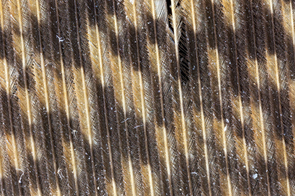 Збільшене зображення велика рогата Сова (Bubo virginianus) пірря - Онтаріо, Канада - Фото, зображення