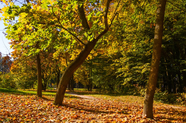 City park in the sunny day in the autumn season - Fotoğraf, Görsel