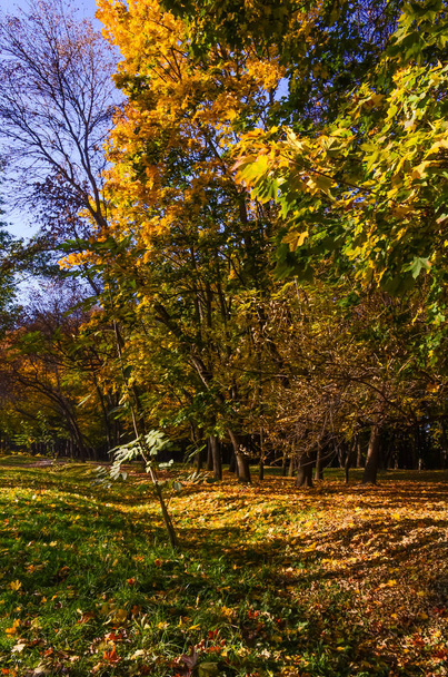 City park in the sunny day in the autumn season - Fotografie, Obrázek