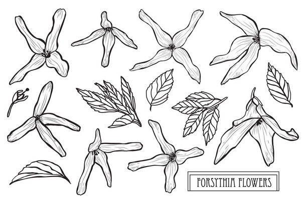 Decorative forsythia flowers set, design elements. Can be used for cards, invitations, banners, posters, print design. Floral background in line art style - Vektör, Görsel