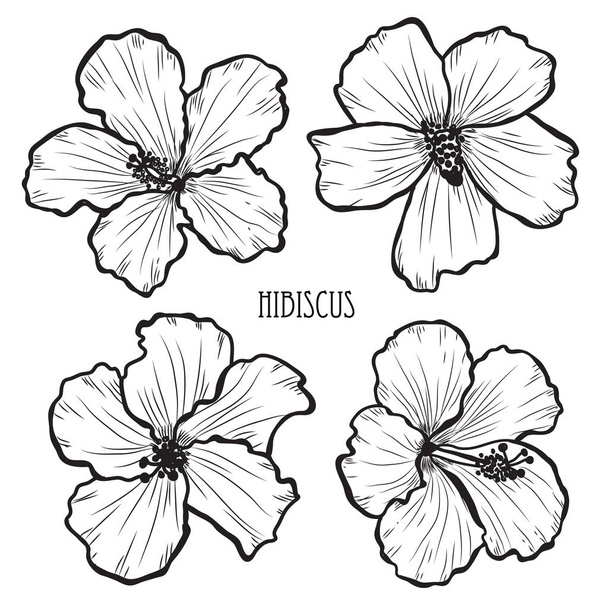 Decorative hibiscus flowers set, design elements. Can be used for cards, invitations, banners, posters, print design. Floral background in line art style - Вектор,изображение