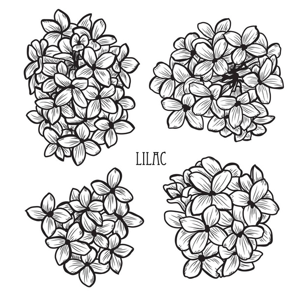 Decorative lilac flowers set, design elements. Can be used for cards, invitations, banners, posters, print design. Floral background in line art style - Vektor, kép