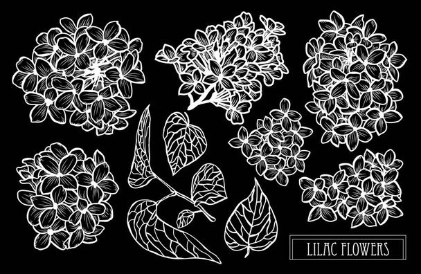 Decorative lilac flowers set, design elements. Can be used for cards, invitations, banners, posters, print design. Floral background in line art style - Вектор,изображение