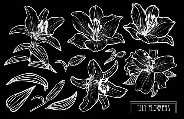 Decorative lily flowers set, design elements. Can be used for cards, invitations, banners, posters, print design. Floral background in line art style - Vektor, obrázek