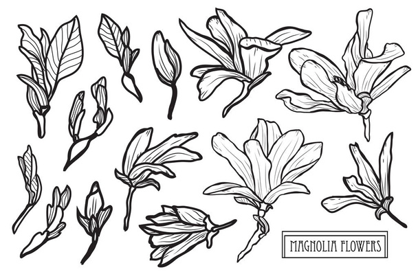 Decorative magnolia flowers set, design elements. Can be used for cards, invitations, banners, posters, print design. Floral background in line art style - Vecteur, image