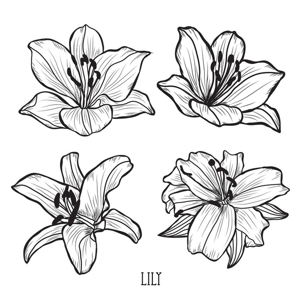Decorative lily flowers set, design elements. Can be used for cards, invitations, banners, posters, print design. Floral background in line art style - Vecteur, image