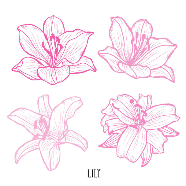 Decorative lily flowers set, design elements. Can be used for cards, invitations, banners, posters, print design. Floral background in line art style - Vector, imagen