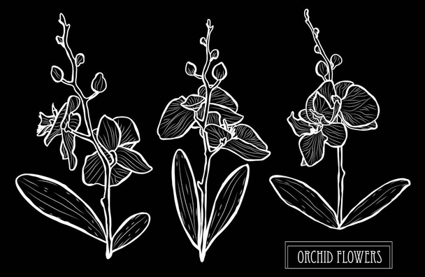Decorative orchid flowers, design elements. Can be used for cards, invitations, banners, posters, print design. Floral background in line art style - Вектор, зображення