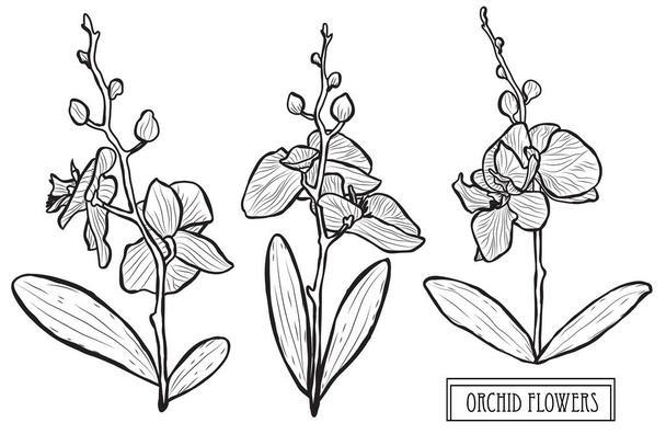 Decorative orchid flowers, design elements. Can be used for cards, invitations, banners, posters, print design. Floral background in line art style - Διάνυσμα, εικόνα