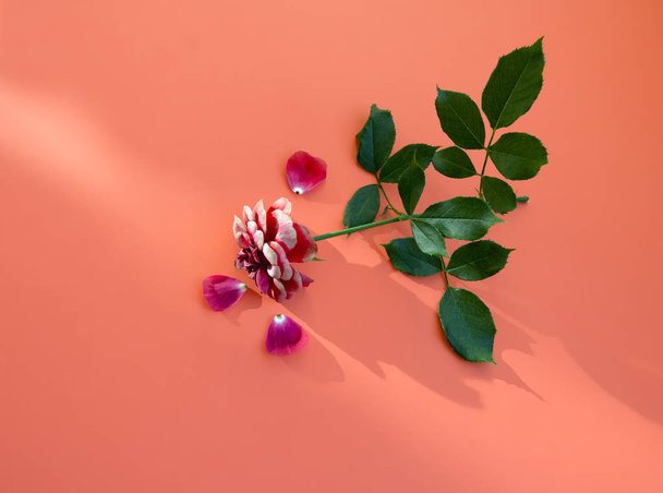 Yksinäinen ruusunoksa. Kukka. minimalismi
. - Valokuva, kuva