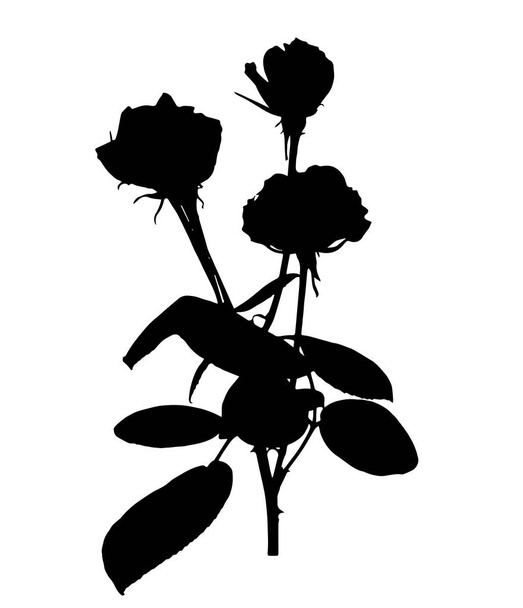Beautiful Silane White and Black Roses. Isolated on White Background. Vector Illustration - Vektör, Görsel