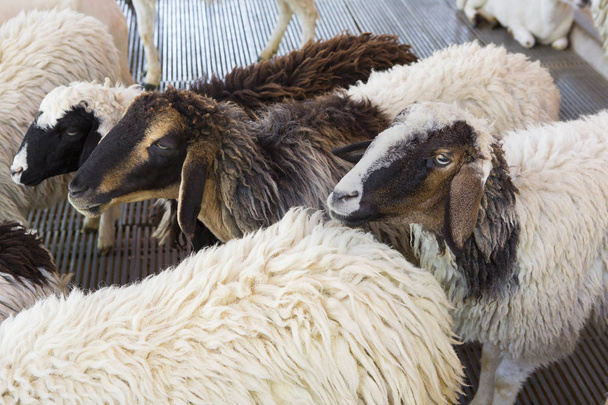 Goats and sheep on the farm - Фото, зображення