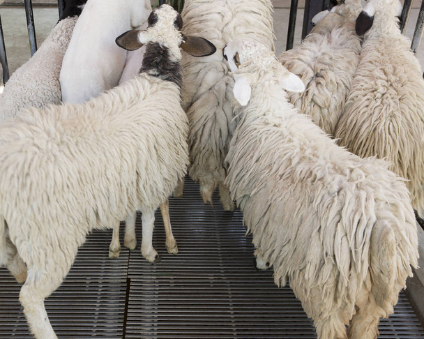 Sheep on the farm - Фото, зображення