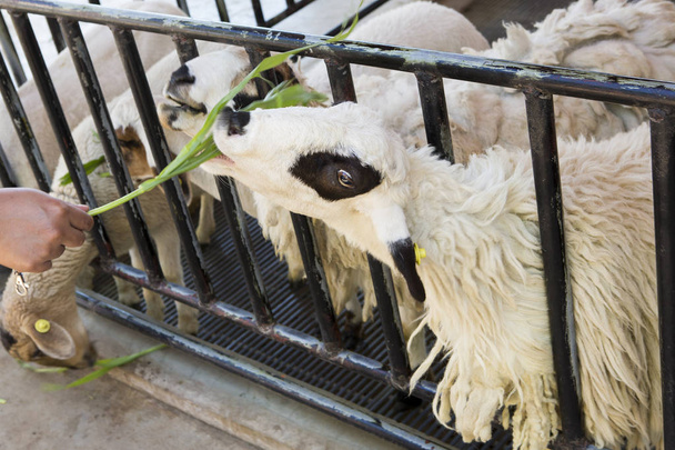 Goats and sheep on the farm - Foto, immagini