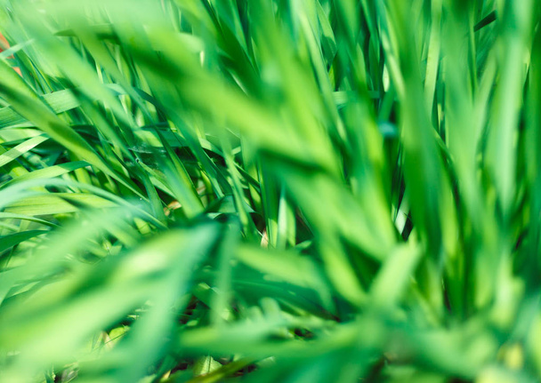 Fresh green grass with water droplet in sunshine - Fotografie, Obrázek