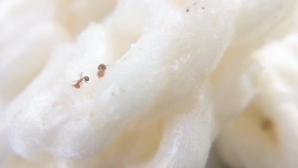 una hormiga jugando por encima de las galletas, su poco difícil de mostrar porque tienen un poco de tamaño, pero lo hago posible con macro lente y mi cámara seguir rodando para grabar su actividad por encima de las galletas
 - Imágenes, Vídeo