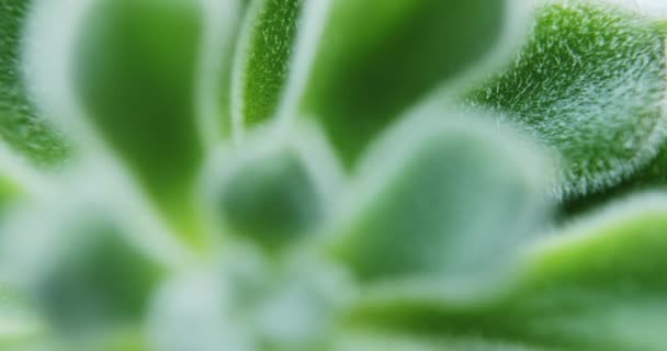 Roślin soczyste zielone Sedum Mocinianum - Materiał filmowy, wideo