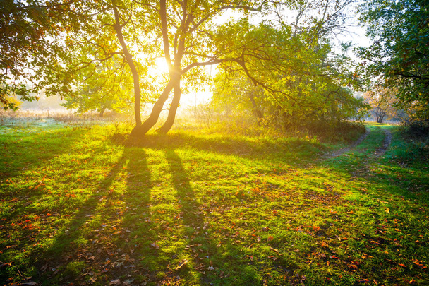 красивий зелений ліс рано вранці
 - Фото, зображення