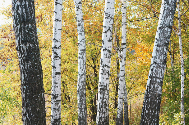 Huş ağacının diğer huş ağaçları arasında Ekim ayında sarı huş ağacında huş ağaçları ile güzel bir manzara - Fotoğraf, Görsel
